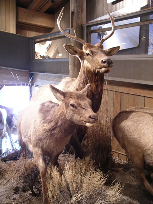 images/C- Jackson visitor center (1).jpg